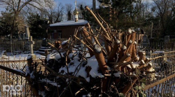 Погост 2.0. Кто и зачем рубит деревья на Всесвятском кладбище в Краснодаре Погост 2.0. Кто и зачем рубит деревья на Всесвятском кладбище в Краснодаре