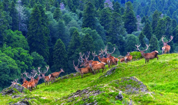 «Полгода провожу за текстами, полгода — за походами в горы». Автор «Истории Красной Поляны» рассказал о создании книги «Полгода провожу за текстами, полгода — за походами в горы». Автор «Истории Красной Поляны» рассказал о создании книги