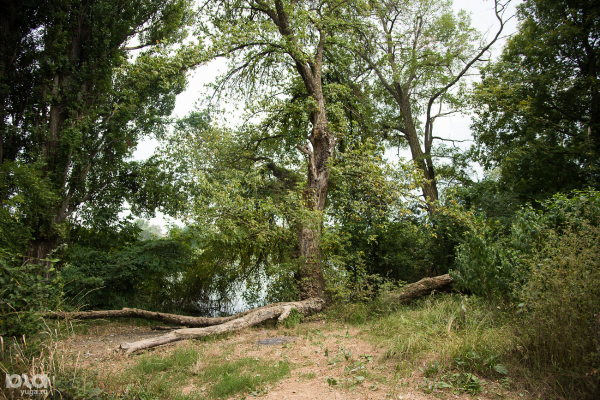 Летаем над&nbsp;самым&nbsp;большим зеленым&nbsp;массивом Краснодара. Часть&nbsp;2: Большой&nbsp;остров