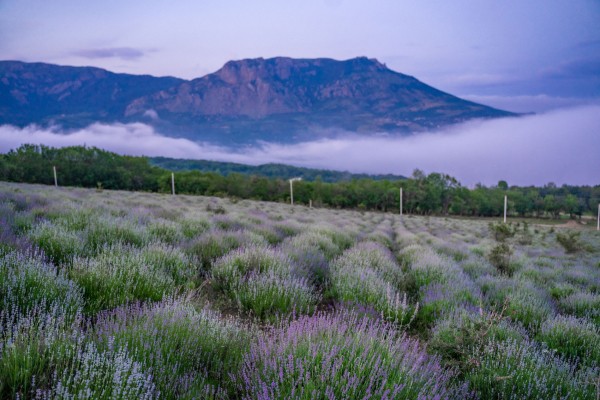 Лавандовые поля в Краснодарском крае и Крыму в 2022 году. Рассказываем, где их искать и сколько стоит прогулка
