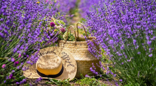 Лавандовые поля в Краснодарском крае и Крыму в 2022 году. Рассказываем, где их искать и сколько стоит прогулка