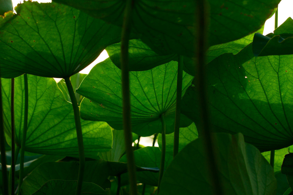 Лотосы на Кубани. Рассказываем, где искать озера и пруды с краснокнижными растениями