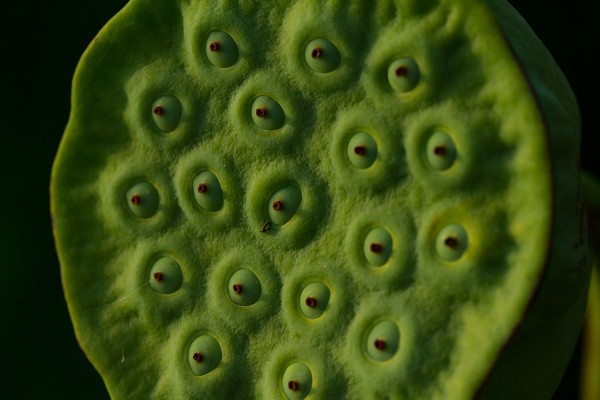 Лотосы на Кубани. Рассказываем, где искать озера и пруды с краснокнижными растениями