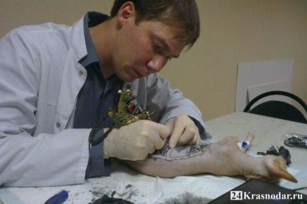 Краснодарцы просят прокуратуру заняться клиниками бьющих тату котам Краснодарцы просят прокуратуру заняться клиниками бьющих тату котам