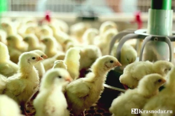 В Краснодаре тушат птицефабрику