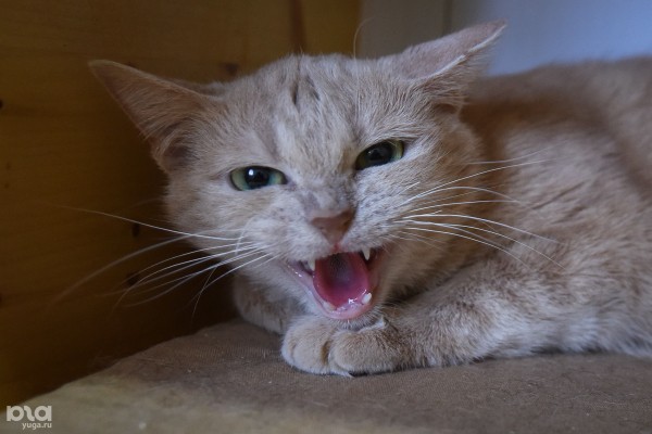 Жители Краснодарского края жалуются на нехватку препаратов и вакцин для животных. Выяснили, что происходит