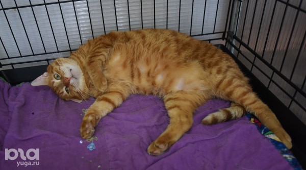 Жители Краснодарского края жалуются на нехватку препаратов и вакцин для животных. Выяснили, что происходит