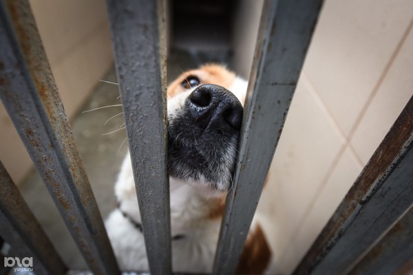 Жители Краснодарского края жалуются на нехватку препаратов и вакцин для животных. Выяснили, что происходит