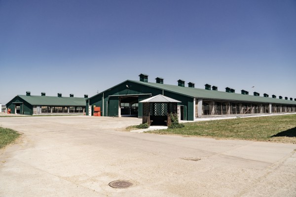 Главное &mdash; выдержка. Как на Кубани производят твёрдые сыры, способные конкурировать с европейскими аналогами