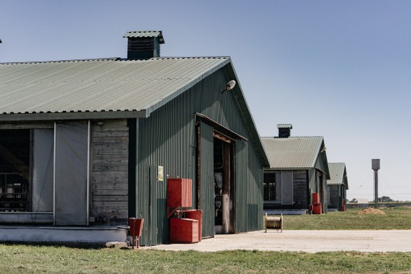 Главное &mdash; выдержка. Как на Кубани производят твёрдые сыры, способные конкурировать с европейскими аналогами