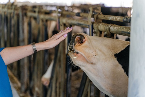 Главное &mdash; выдержка. Как на Кубани производят твёрдые сыры, способные конкурировать с европейскими аналогами