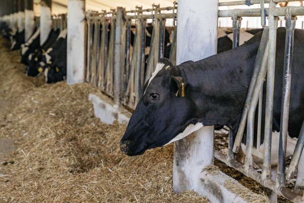 Главное &mdash; выдержка. Как на Кубани производят твёрдые сыры, способные конкурировать с европейскими аналогами
