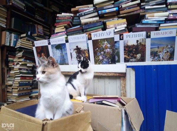 &laquo;На детские книжки с наклейками рост до 100%&raquo;. Что происходит в Краснодарском крае с ценами на книги и причём тут геополитика?