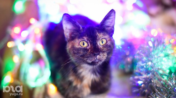 Что посмотреть на новогодних каникулах? Экспресс-тест, который выберет кино за вас Что посмотреть на новогодних каникулах? Экспресс-тест, который выберет кино за вас