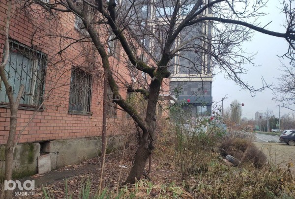 &laquo;Мы, как эта кошка, останемся без жилья&raquo;. В Краснодаре ветеранов боевых действий и их семьи выселяют на улицу