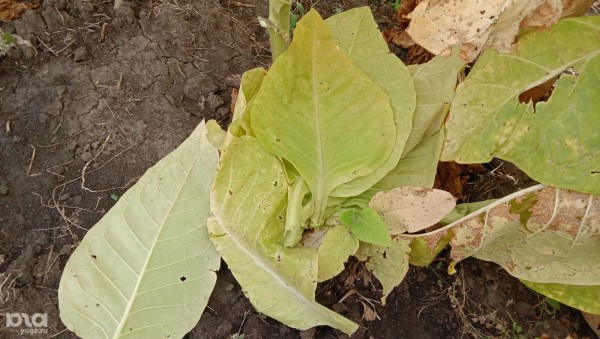 «Железный занавес упадёт, тогда посмотрим». Как в спальном районе Краснодара выживает единственный в России институт табака 