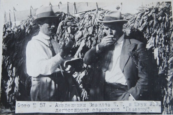 «Железный занавес упадёт, тогда посмотрим». Как в спальном районе Краснодара выживает единственный в России институт табака 