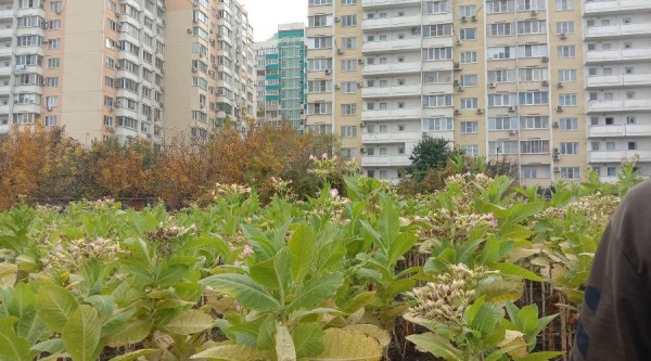 «Железный занавес упадёт, тогда посмотрим». Как в спальном районе Краснодара выживает единственный в России институт табака 