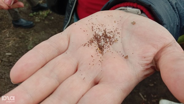 «Железный занавес упадёт, тогда посмотрим». Как в спальном районе Краснодара выживает единственный в России институт табака 