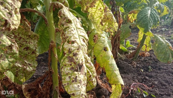 «Железный занавес упадёт, тогда посмотрим». Как в спальном районе Краснодара выживает единственный в России институт табака 