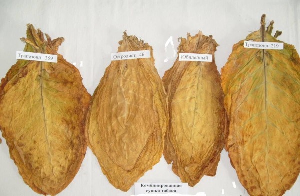 «Железный занавес упадёт, тогда посмотрим». Как в спальном районе Краснодара выживает единственный в России институт табака 