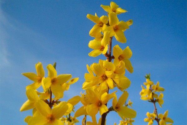 Где в Краснодаре увидеть первые цветущие растения. Самый весенний гид Где в Краснодаре увидеть первые цветущие растения. Самый весенний гид