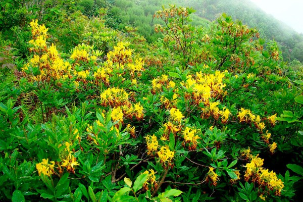 Где в Краснодаре увидеть первые цветущие растения. Самый весенний гид Где в Краснодаре увидеть первые цветущие растения. Самый весенний гид