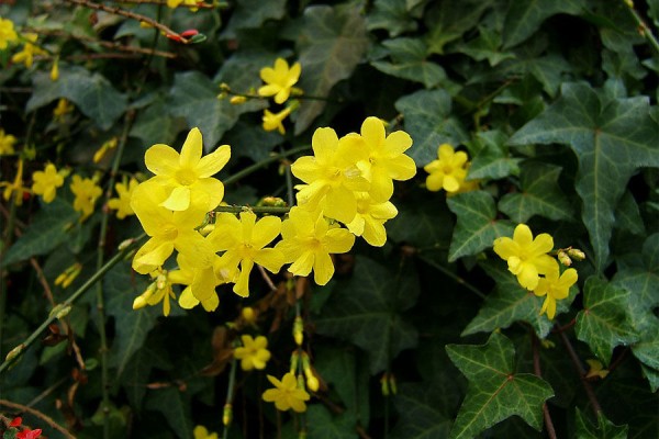 Где в Краснодаре увидеть первые цветущие растения. Самый весенний гид Где в Краснодаре увидеть первые цветущие растения. Самый весенний гид