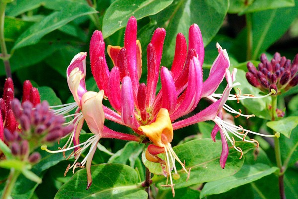 Где в Краснодаре увидеть первые цветущие растения. Самый весенний гид Где в Краснодаре увидеть первые цветущие растения. Самый весенний гид