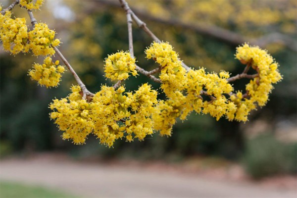 Где в Краснодаре увидеть первые цветущие растения. Самый весенний гид Где в Краснодаре увидеть первые цветущие растения. Самый весенний гид