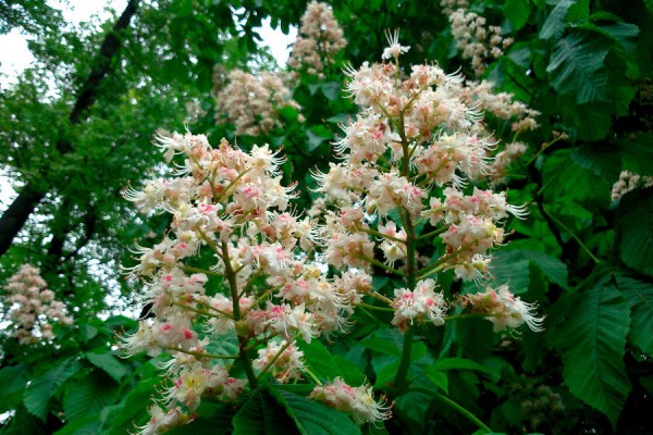 Где в Краснодаре увидеть первые цветущие растения. Самый весенний гид Где в Краснодаре увидеть первые цветущие растения. Самый весенний гид