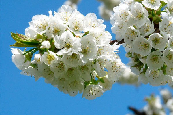 Где в Краснодаре увидеть первые цветущие растения. Самый весенний гид Где в Краснодаре увидеть первые цветущие растения. Самый весенний гид