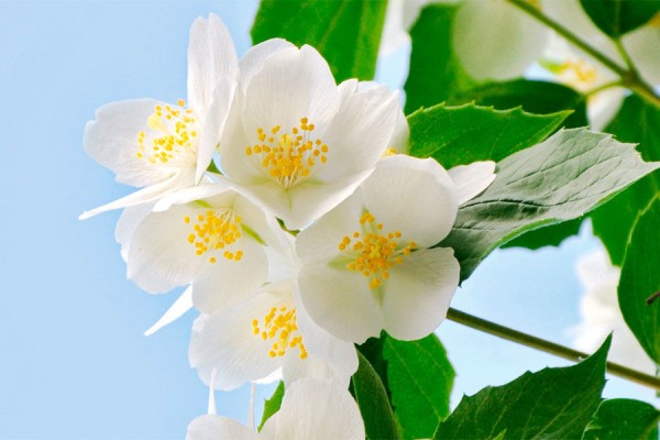 Где в Краснодаре увидеть первые цветущие растения. Самый весенний гид Где в Краснодаре увидеть первые цветущие растения. Самый весенний гид