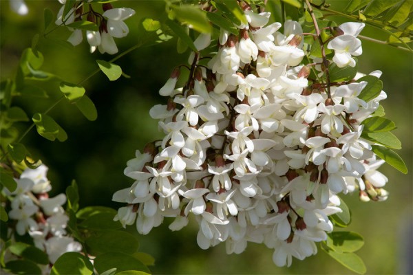Где в Краснодаре увидеть первые цветущие растения. Самый весенний гид Где в Краснодаре увидеть первые цветущие растения. Самый весенний гид