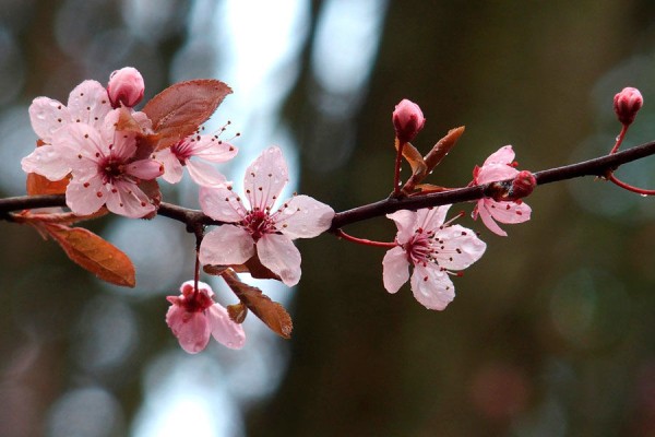 Где в Краснодаре увидеть первые цветущие растения. Самый весенний гид Где в Краснодаре увидеть первые цветущие растения. Самый весенний гид