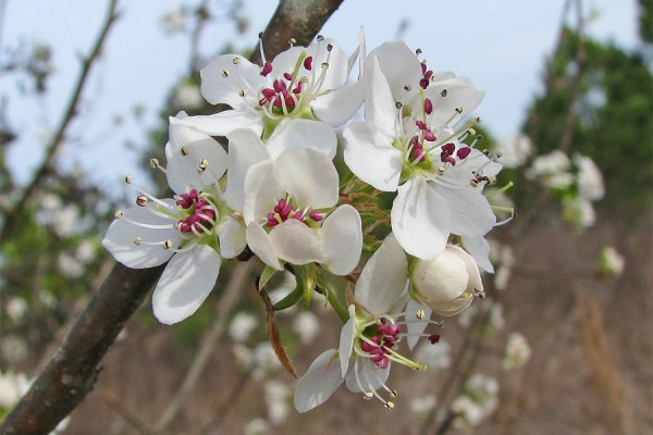 Где в Краснодаре увидеть первые цветущие растения. Самый весенний гид Где в Краснодаре увидеть первые цветущие растения. Самый весенний гид