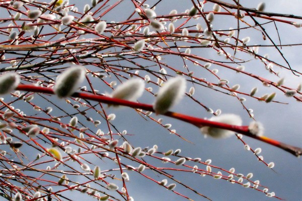Где в Краснодаре увидеть первые цветущие растения. Самый весенний гид Где в Краснодаре увидеть первые цветущие растения. Самый весенний гид