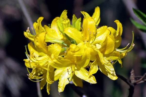 Где в Краснодаре увидеть первые цветущие растения. Самый весенний гид Где в Краснодаре увидеть первые цветущие растения. Самый весенний гид