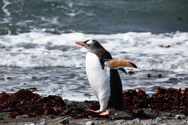 «Присягнуть Антарктиде». Краснодарка рассказала, как путешествовала по Южному полюсу, что увидела там и сколько это стоит «Присягнуть Антарктиде». Краснодарка рассказала, как путешествовала по Южному полюсу, что увидела там и сколько это стоит