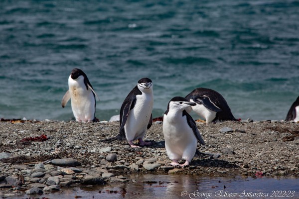 «Присягнуть Антарктиде». Краснодарка рассказала, как путешествовала по Южному полюсу, что увидела там и сколько это стоит «Присягнуть Антарктиде». Краснодарка рассказала, как путешествовала по Южному полюсу, что увидела там и сколько это стоит
