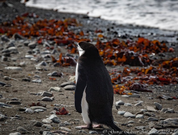 «Присягнуть Антарктиде». Краснодарка рассказала, как путешествовала по Южному полюсу, что увидела там и сколько это стоит «Присягнуть Антарктиде». Краснодарка рассказала, как путешествовала по Южному полюсу, что увидела там и сколько это стоит