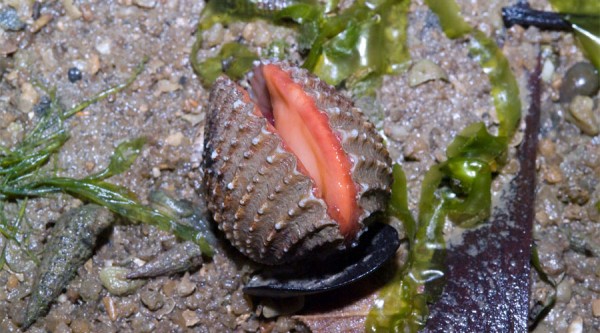 В каких ресторанах Краснодара можно поесть моллюска анадару и почему он вдруг стал так популярен В каких ресторанах Краснодара можно поесть моллюска анадару и почему он вдруг стал так популярен