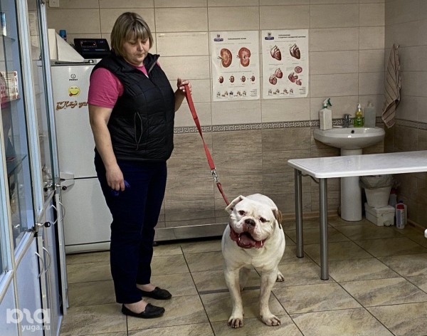 Лапа помощи. Как ветеринар в Краснодаре начала формировать базу доноров крови для собак