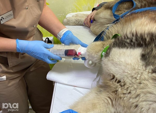 Лапа помощи. Как ветеринар в Краснодаре начала формировать базу доноров крови для собак