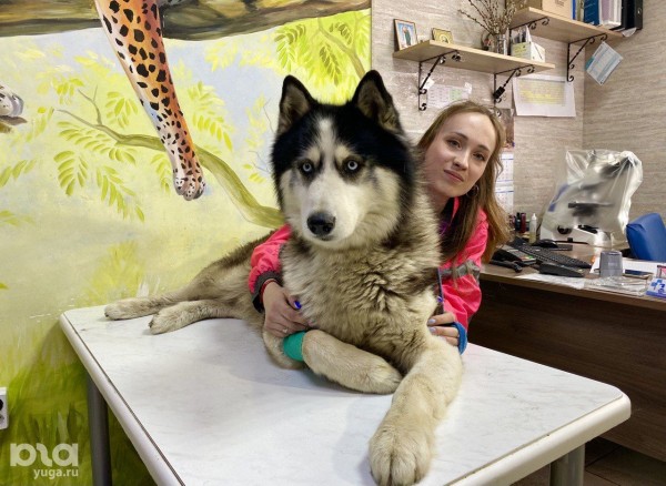 Лапа помощи. Как ветеринар в Краснодаре начала формировать базу доноров крови для собак