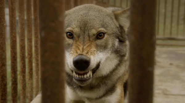 &laquo;В новых реалиях она выглядит пацифистской&raquo;. Краснодарский документалист Дмитрий Семибратов рассказал о картине &laquo;Чечня и мир&raquo;