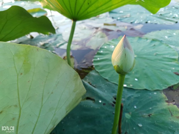 7 красивых мест для сапсерфинга в Краснодарском крае. Сколько стоит прогулка и где арендовать доску