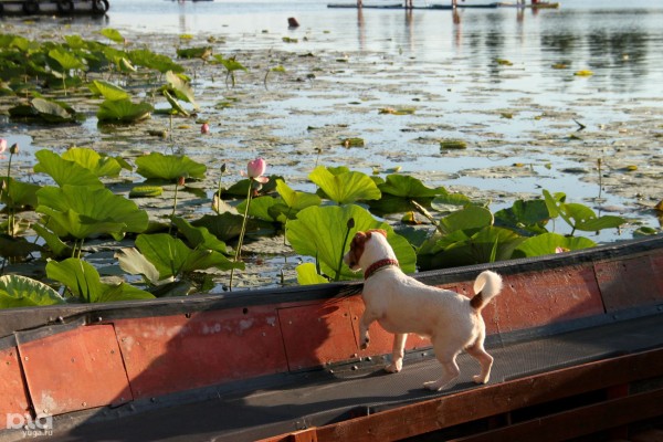 7 красивых мест для сапсерфинга в Краснодарском крае. Сколько стоит прогулка и где арендовать доску