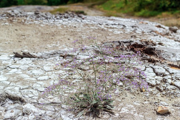 Блеваки и вход в Аид: грязевые вулканы Краснодарского края