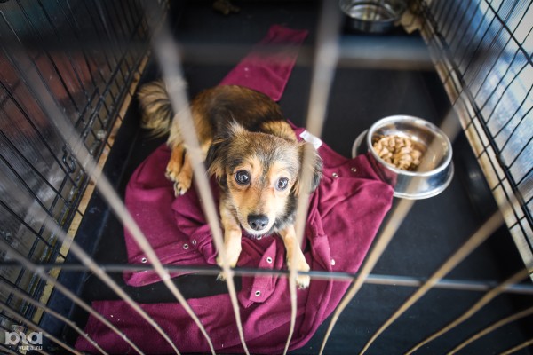 Кому помочь в Краснодаре? Делаем добрые дела в День благотворительности